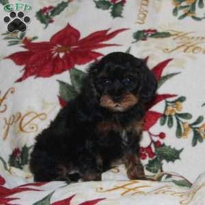 Jingle Bell, Cavapoo Puppy